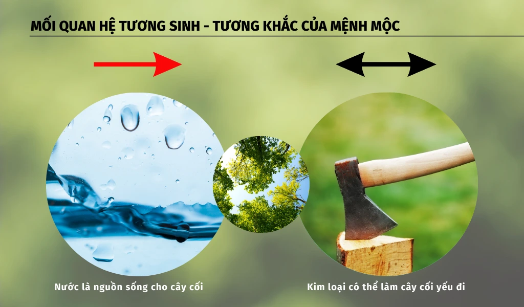 Mối quan hệ giữa mệnh Mộc với các yếu tố trong Ngũ hành