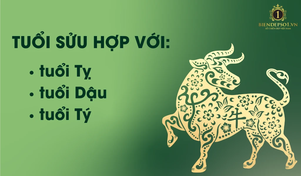 Người tuổi Sửu hợp với các tuổi Tỵ, Dậu, Tý